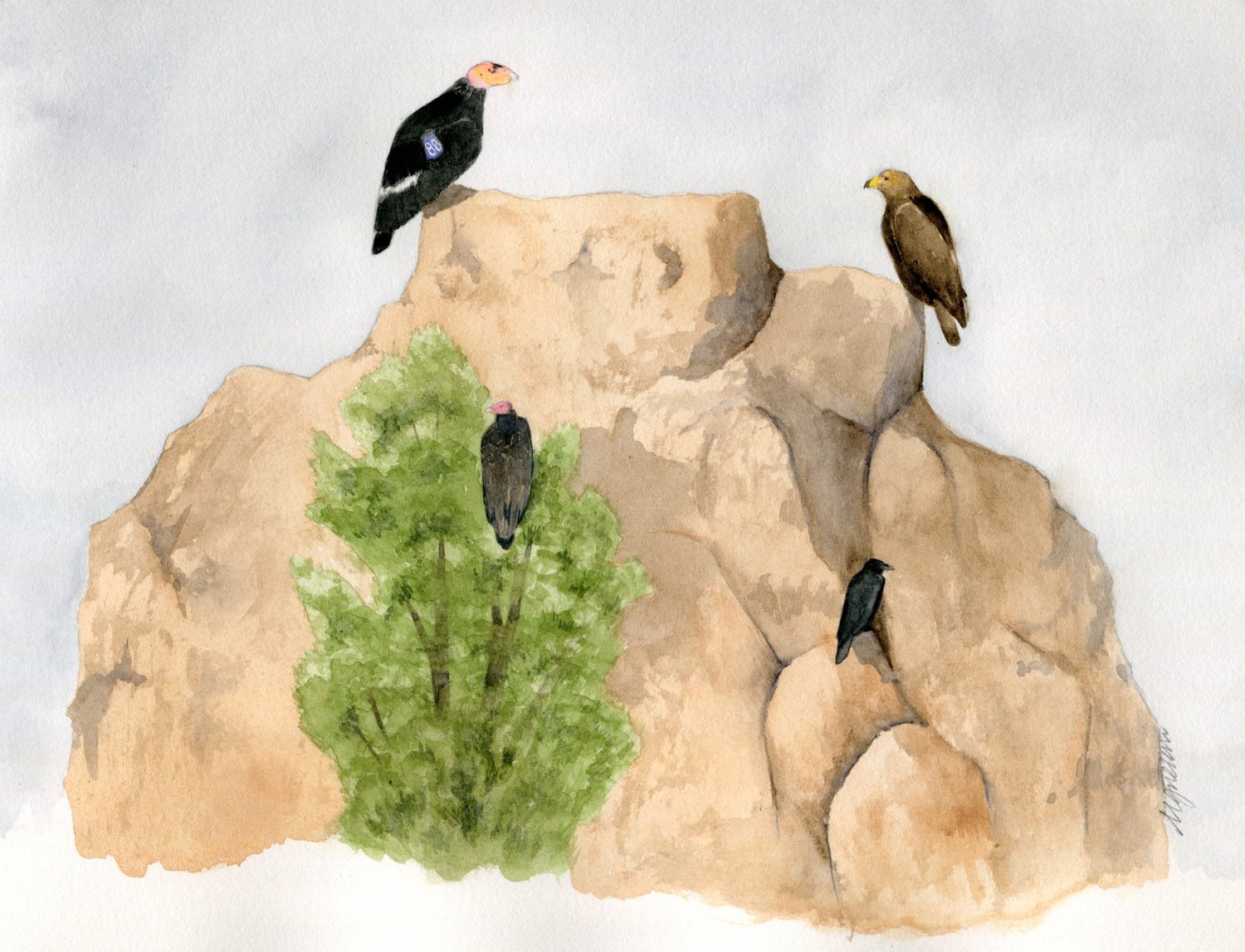 perched birds on rock.jpg