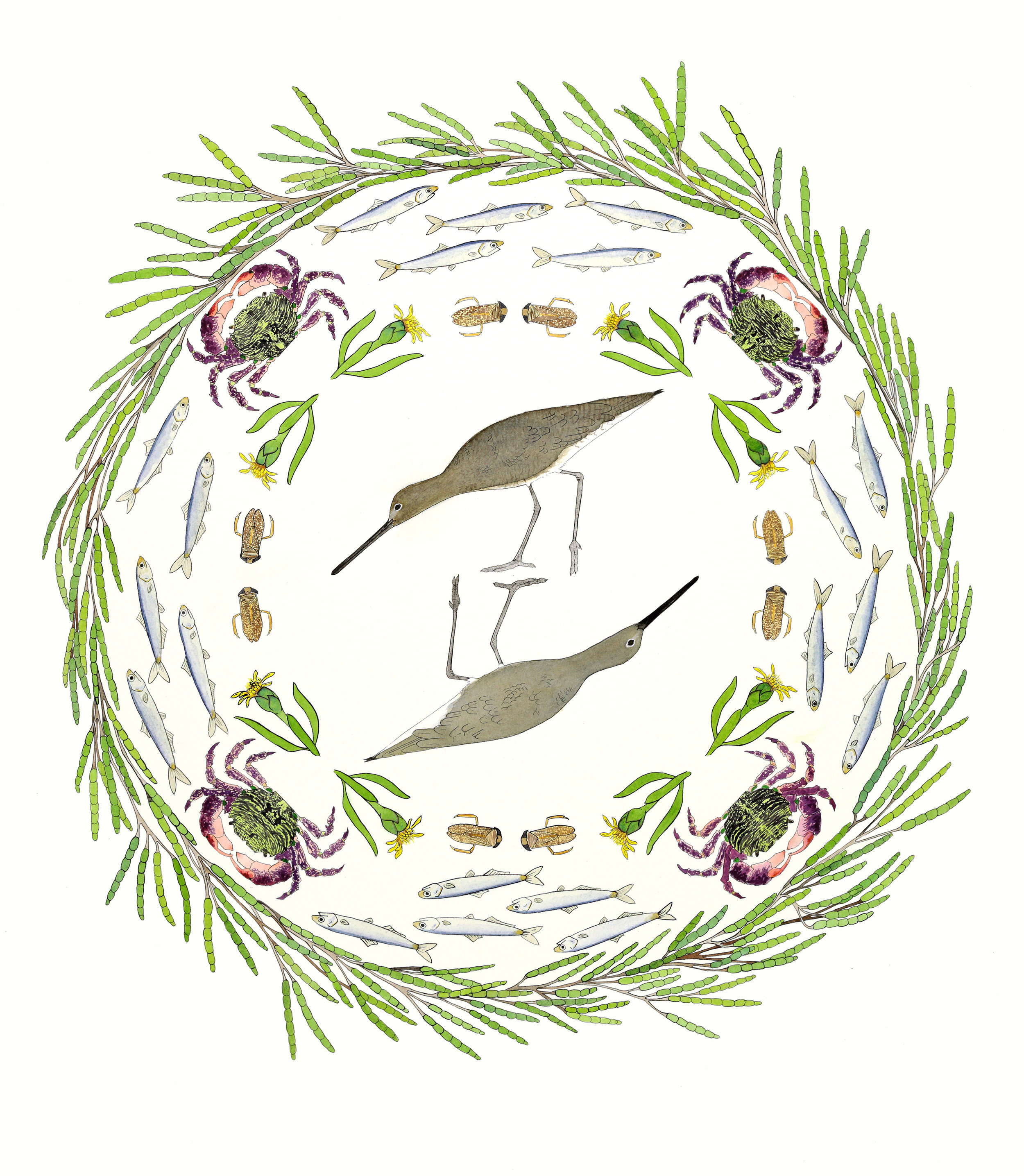 Willets in the Pickleweed