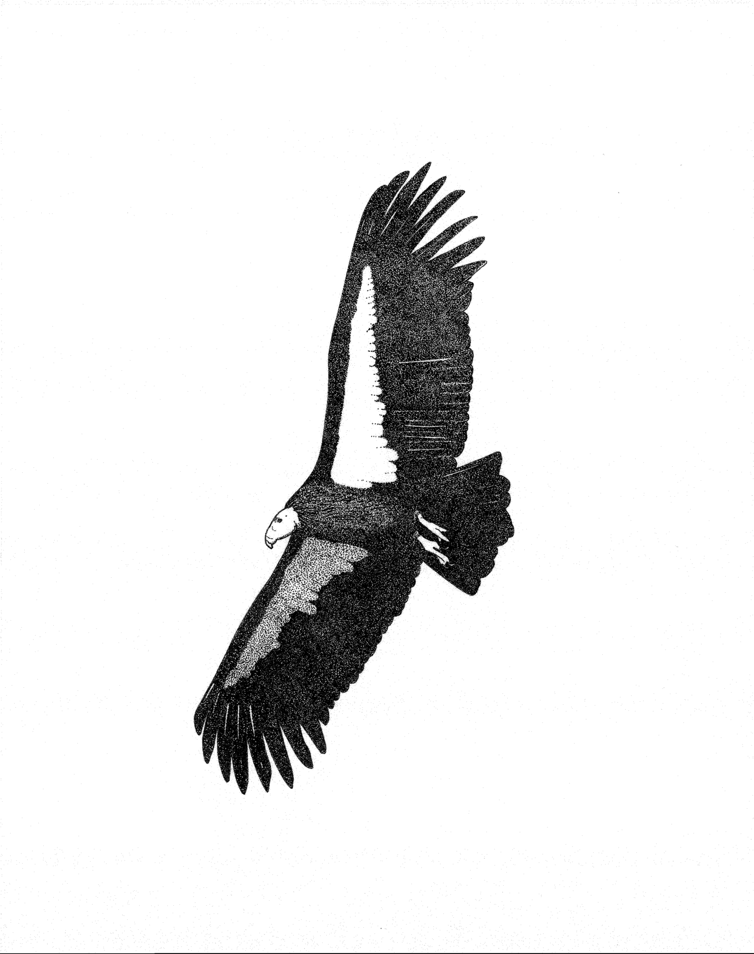 California Condor (Gymnogyps californianus)