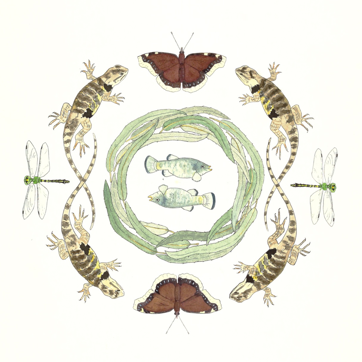 Owen's pupfish