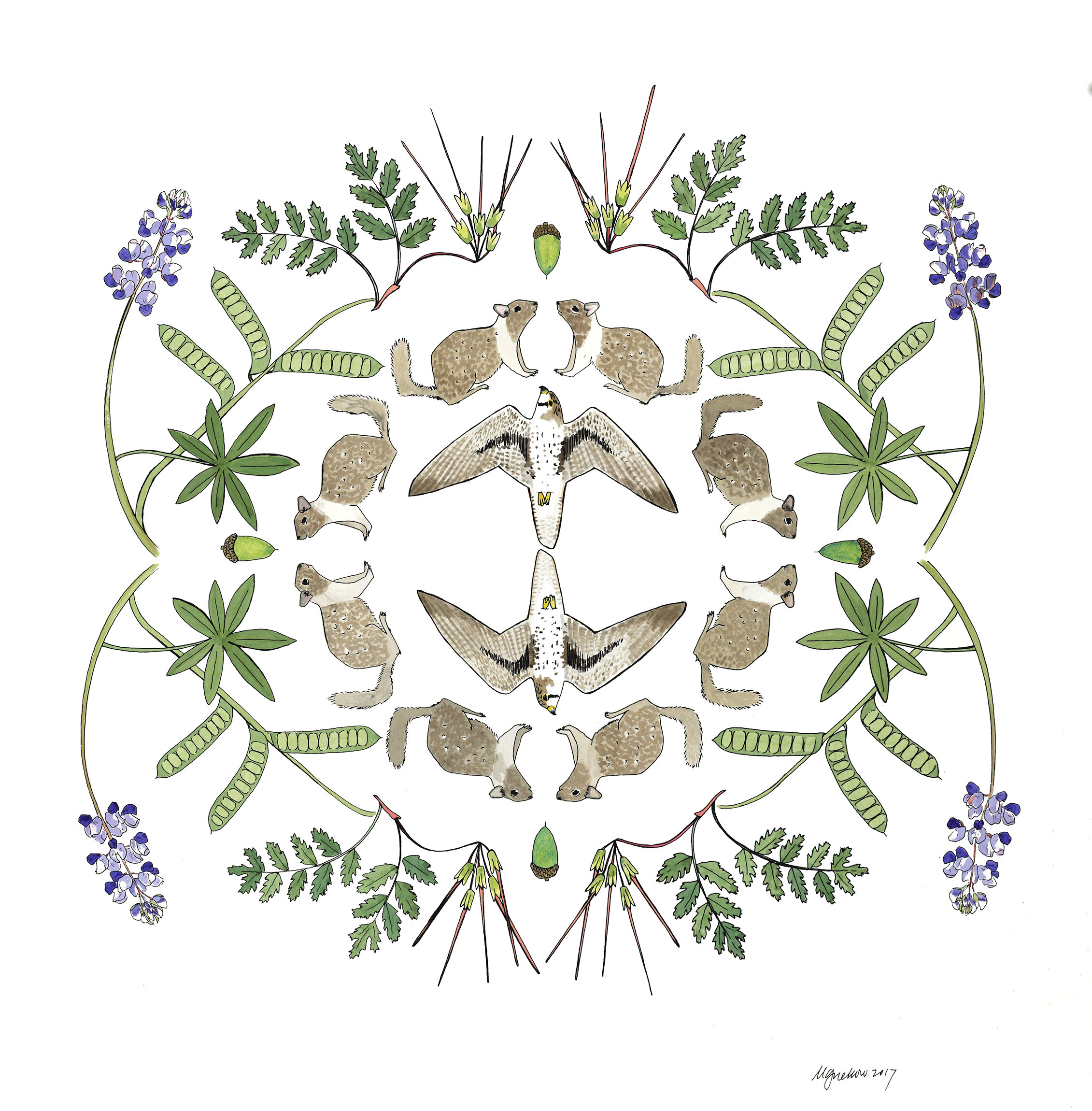 Prairie falcons - in color!