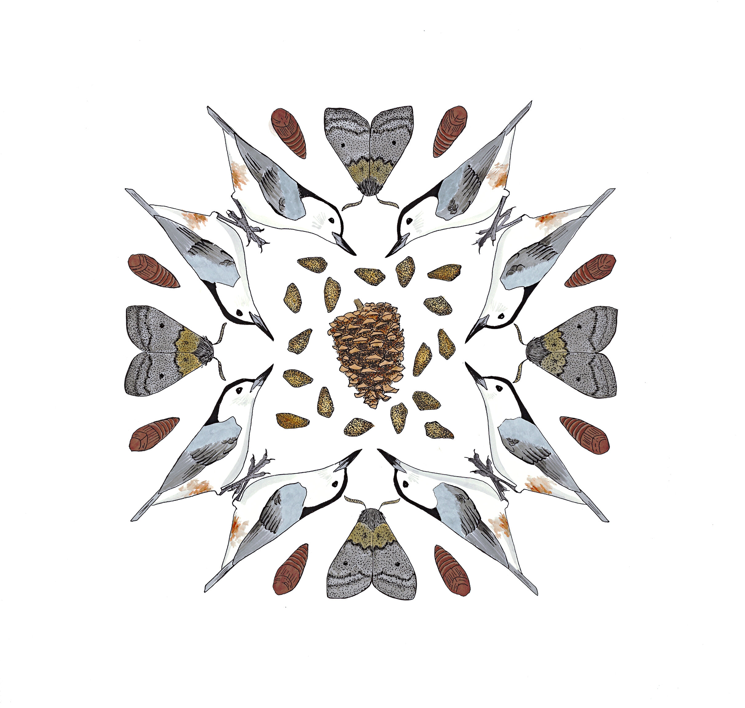 Jeffrey Pine food web - color!