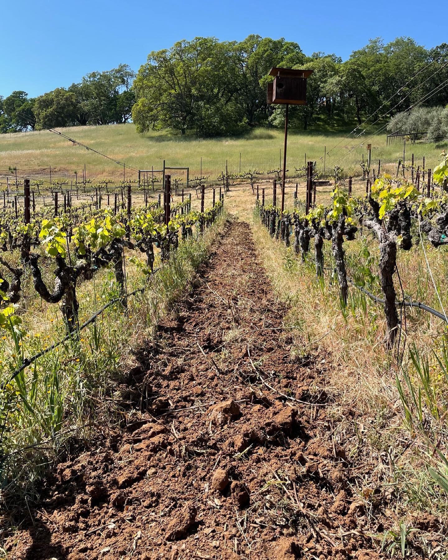 The Earth gives us grapes, grapes give us wine, wine makes us happy 🍷. Happy 🌎 Day, from us to you at Cabak Vineyard! 🌱 Cheers to Mother Nature for providing us with such a special fruit that brings us all together! 🙌 #earthday2021 #everydayisear