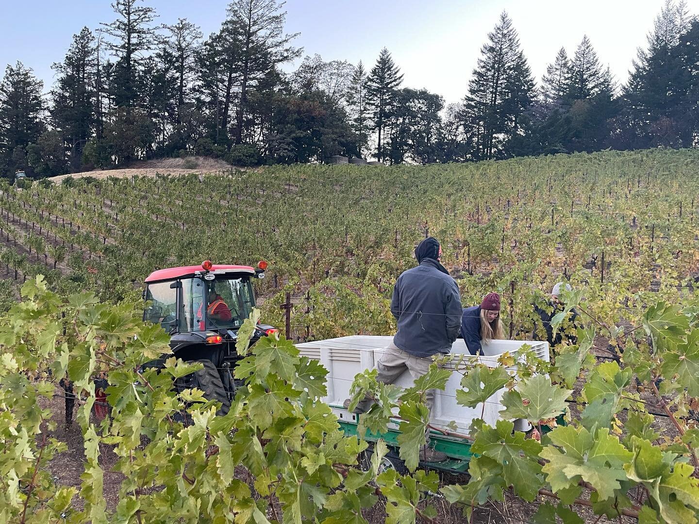 Harvest continues on the mountain. Moonridge Vineyard Cabernet Sauvignon. Block 5. 2300&rsquo; elevation. Same vines that started our dream in 2015. 🍇 🏔 🍷🙌