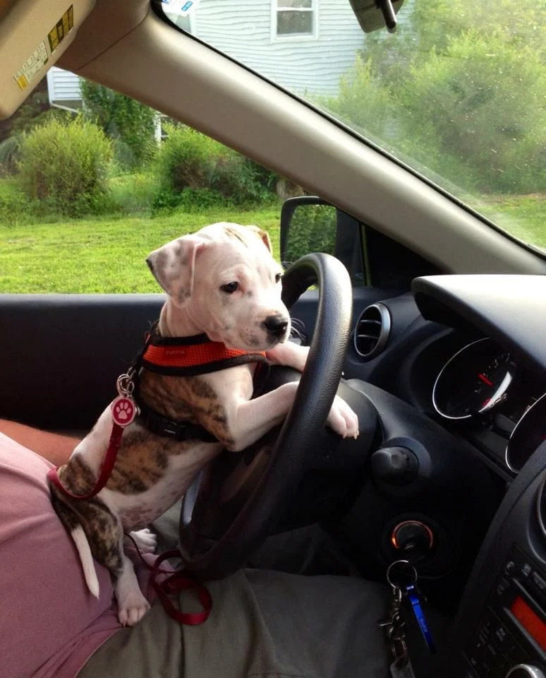 Lulu drives.jpeg