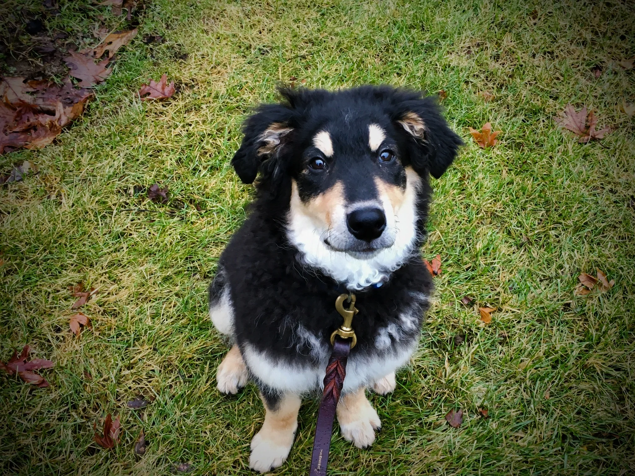 private dog training