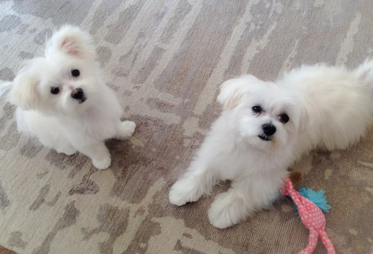 puppy training.jpeg