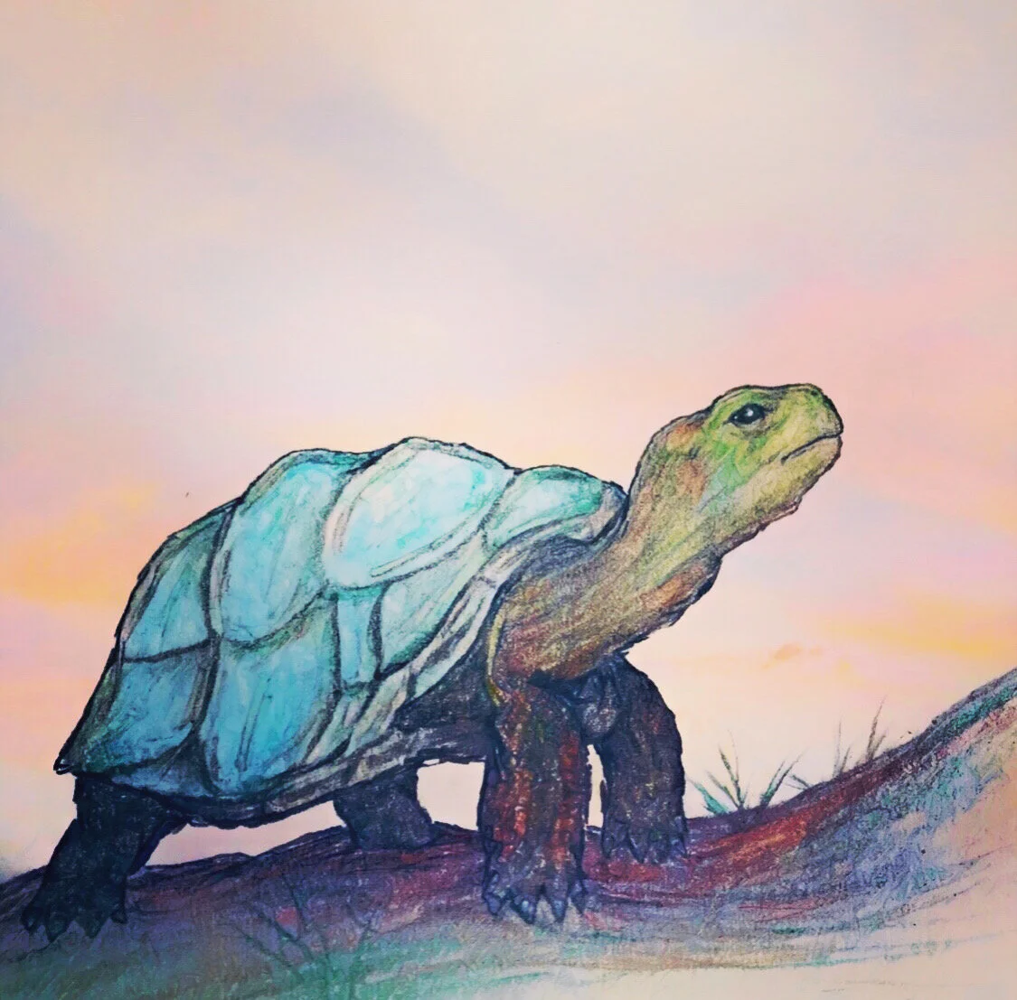Jewel Tortoise