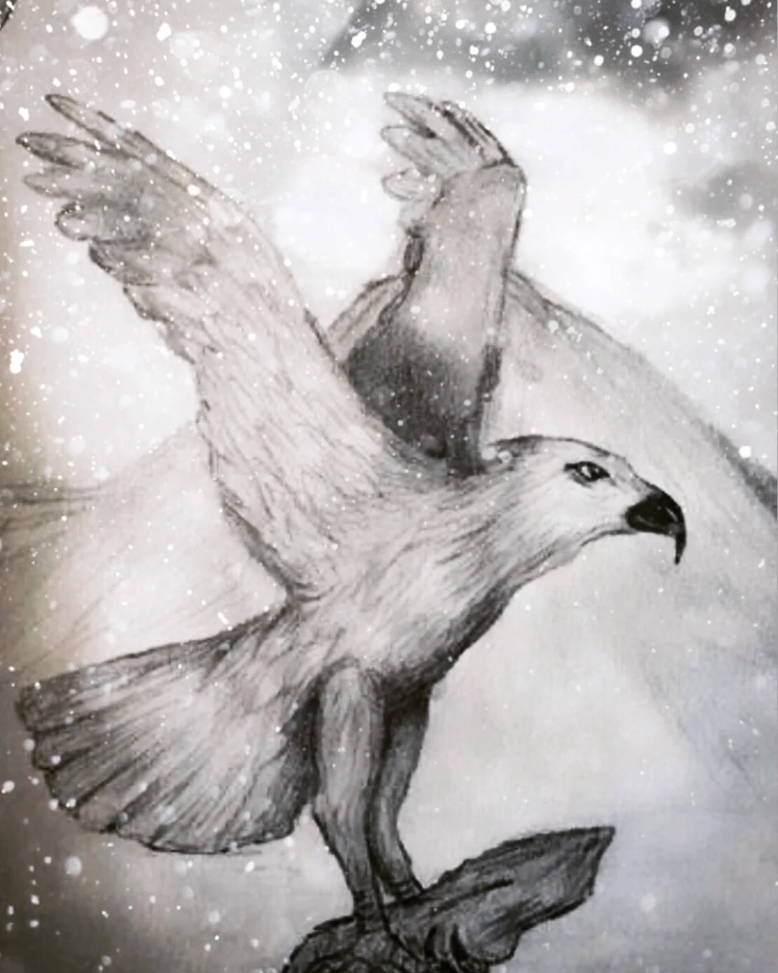 Hemius Birds