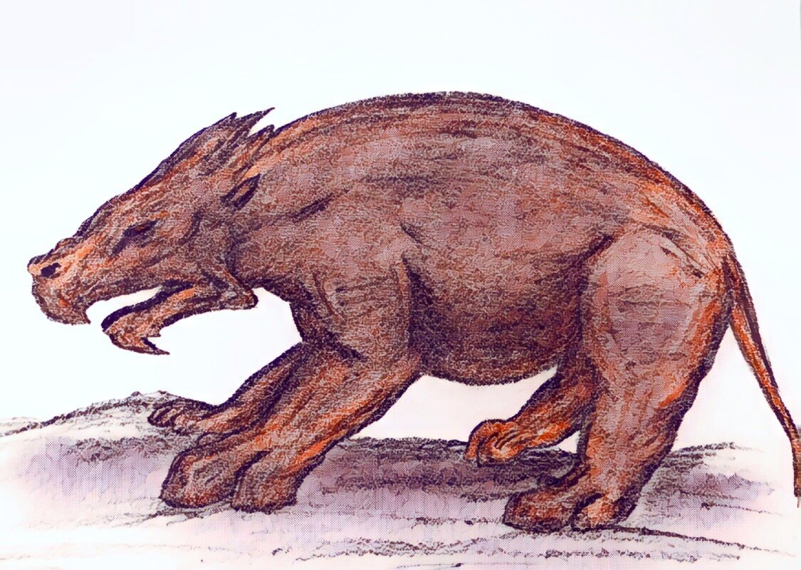 Kurdorr