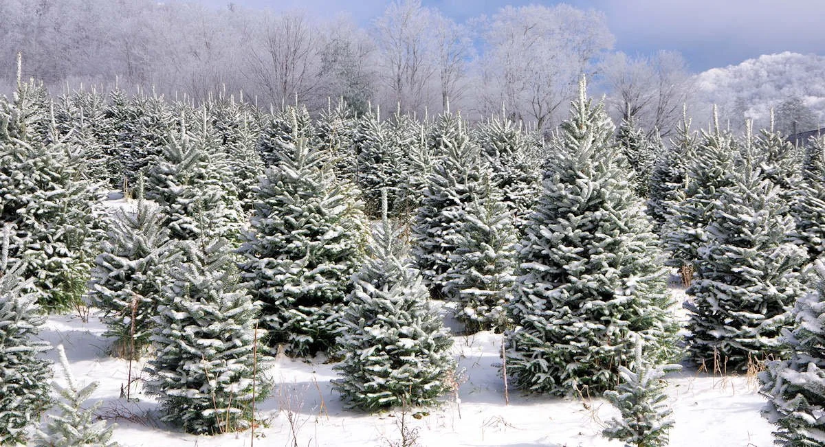 Farm draws families for traditional Christmas tree shopping