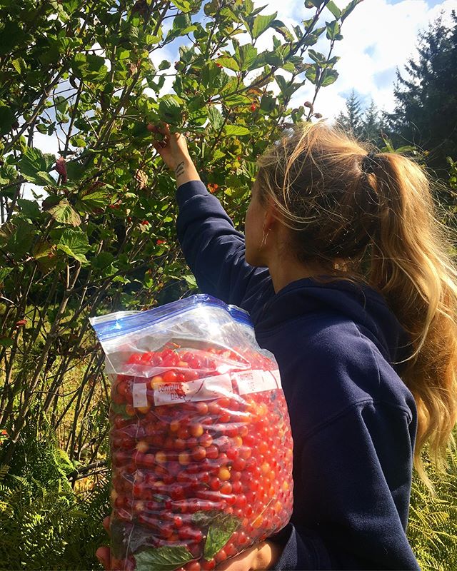 Simply can not wait to share fall flavor High-bush Cranberry Rose kombucha with you 🥰 love you all! -
-
- #vitaminC #antioxidants #earthmedicine #fermentation #love #wild #alaskan #kombucha