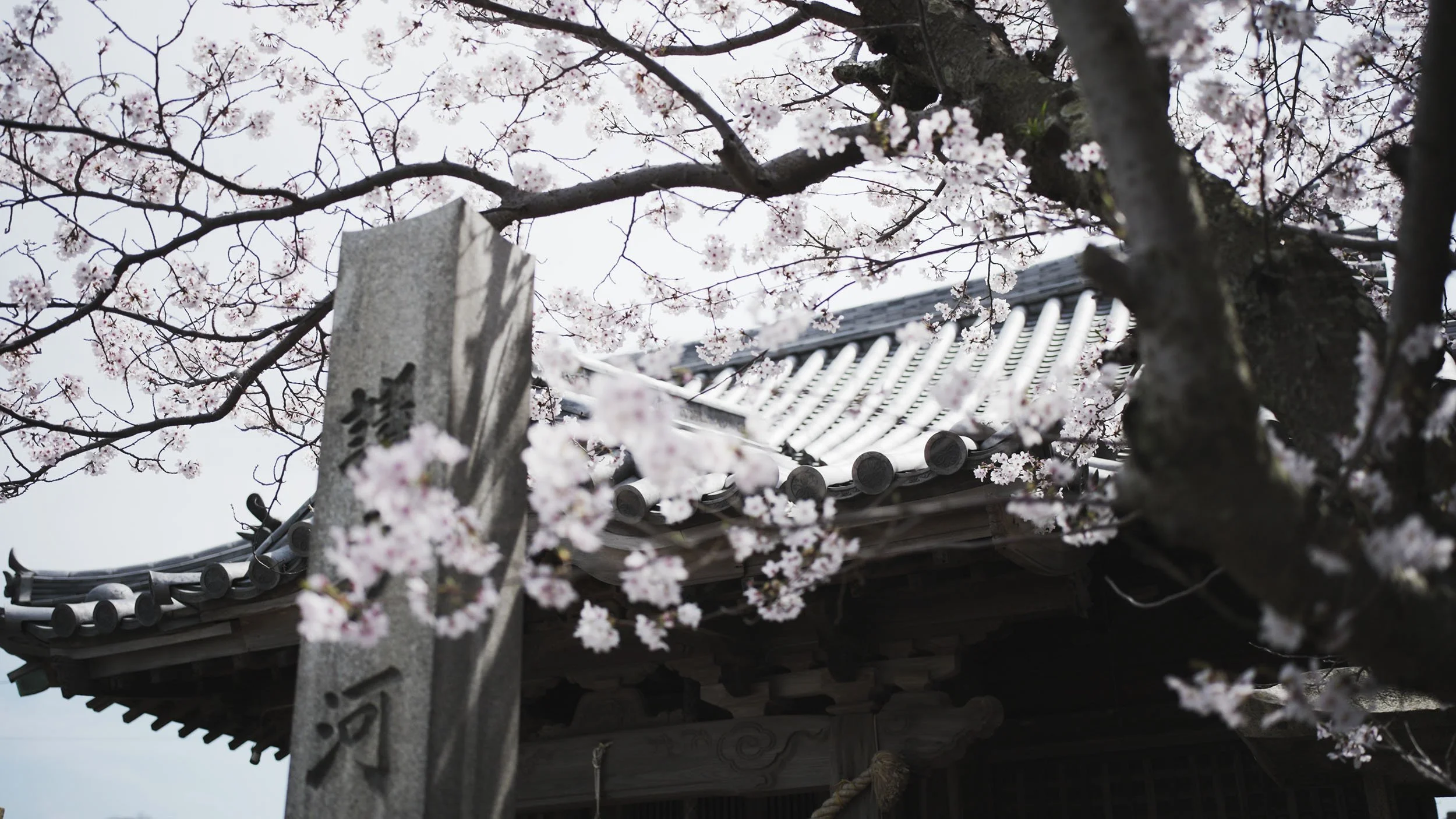 Brand-Video-Producton-Tokyo-Japan-Meta-025.jpg