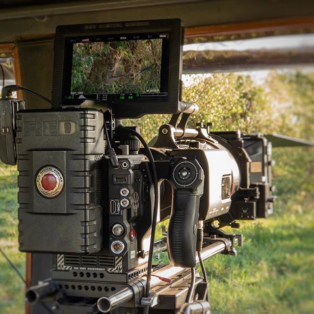 Great to be back in the Mara once again filming with the big cats for the next month #masaimara #kenya #wildlife #lions #documentary #cinematography @reddigitalcinema @redcamerausers #redepicw