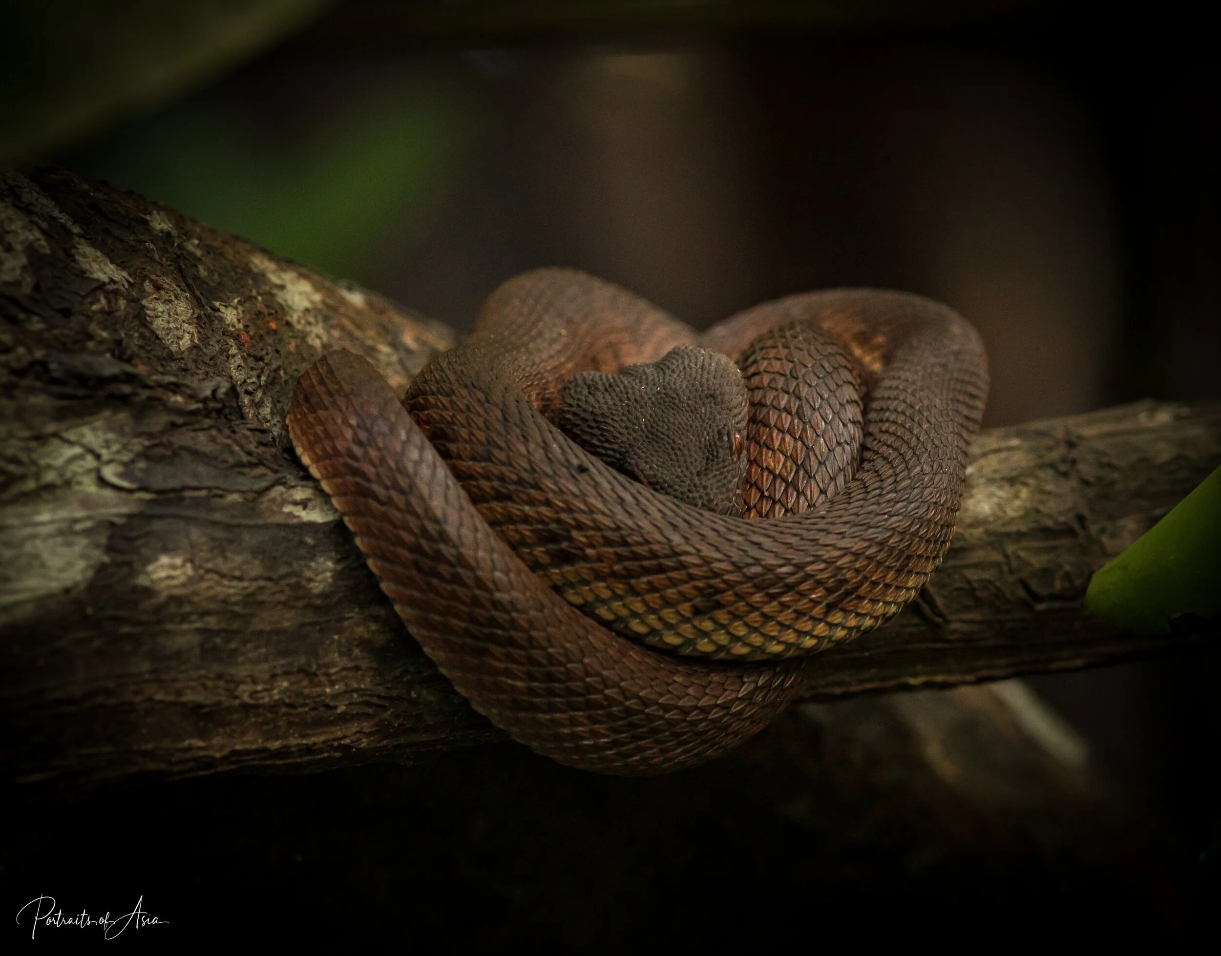 Singapore - The Wild Side