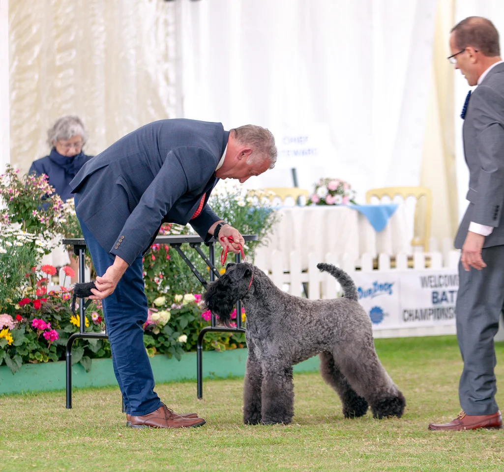 Bath Championship Show