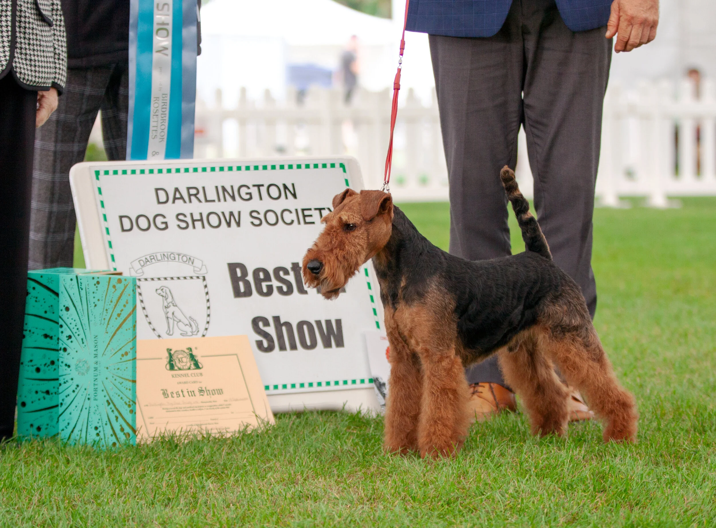 Lucca a new UK Champion and wins Best In Show at Darlington