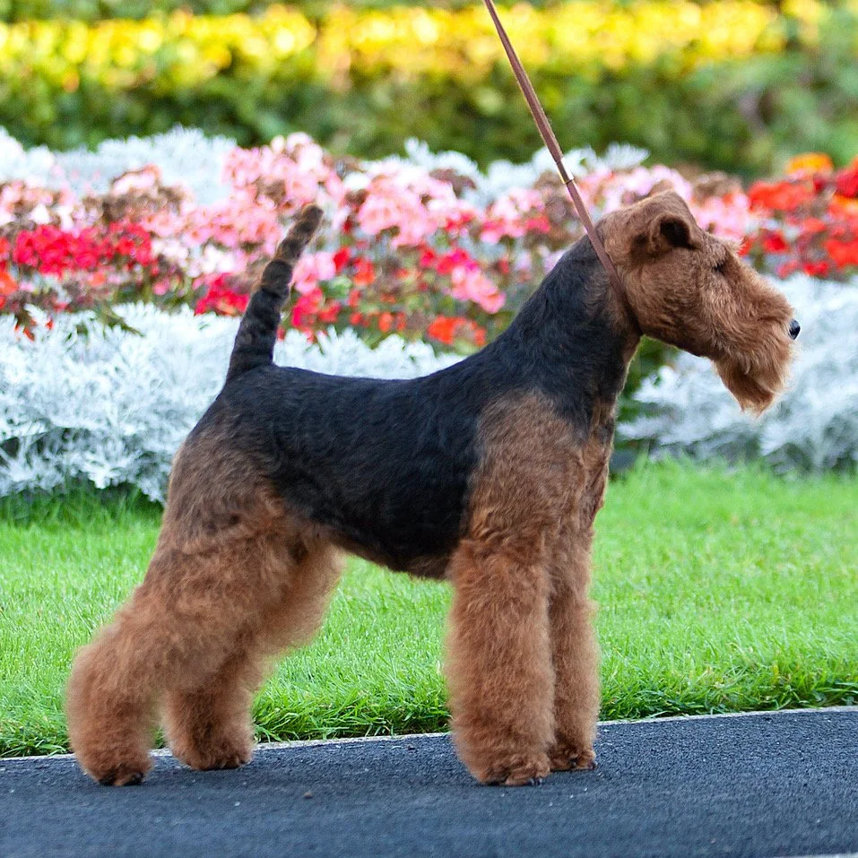 Perrisblu Infinity_IMG_6906_crop.jpeg