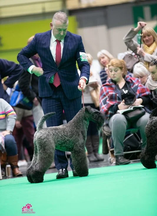  BOB - Crufts 2019 