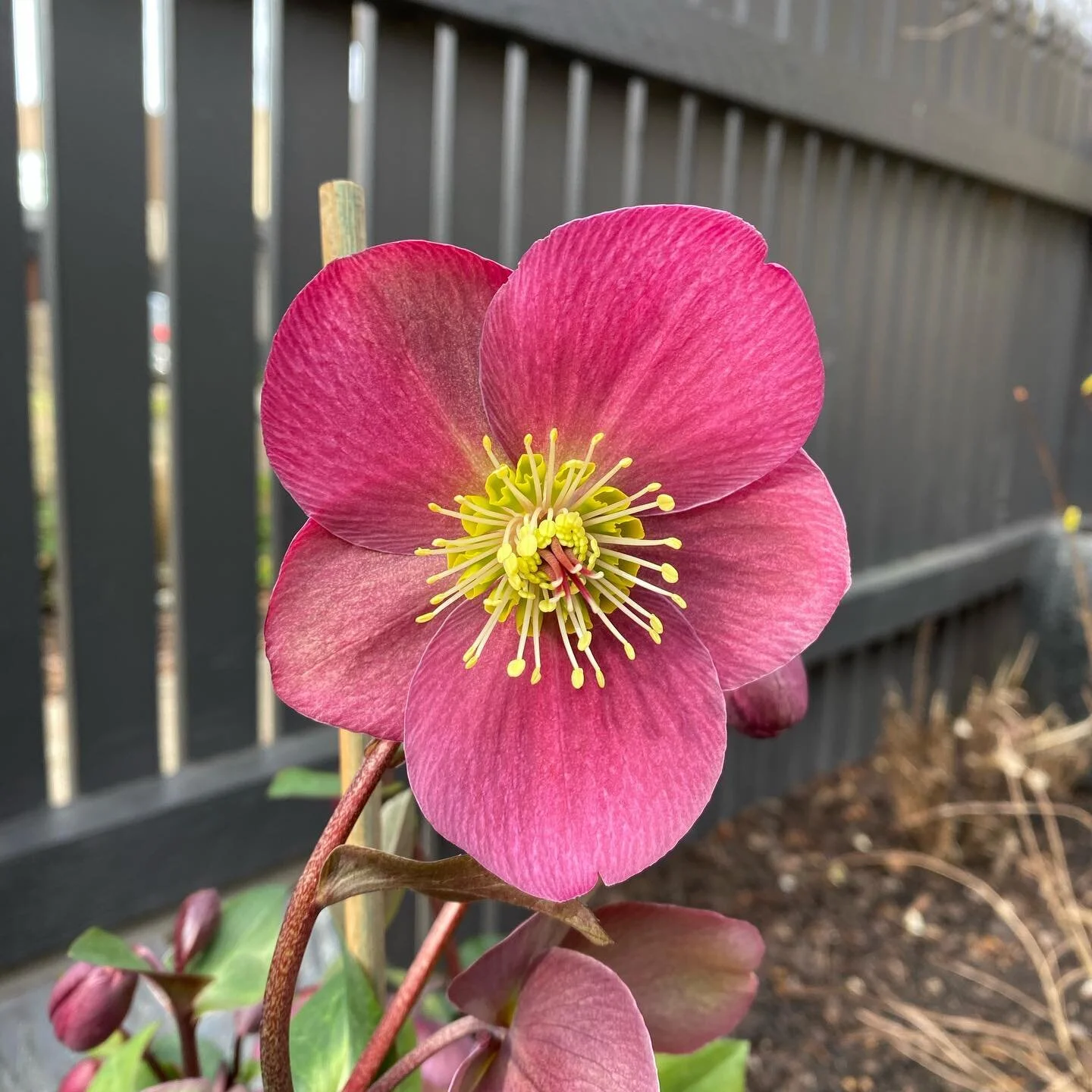We might be in lockdown 2.0 but the Hellebores are flowering and the simple things can provide the most joy. 🌺