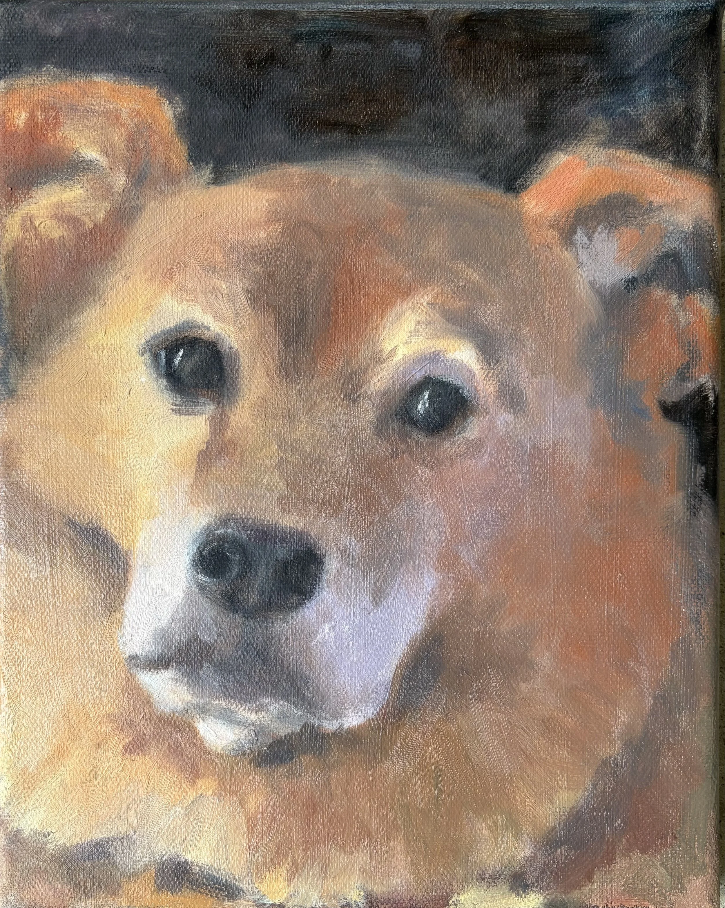 'Fluffy Dog', oil on canvas 8x10 inches, 2026. NFS