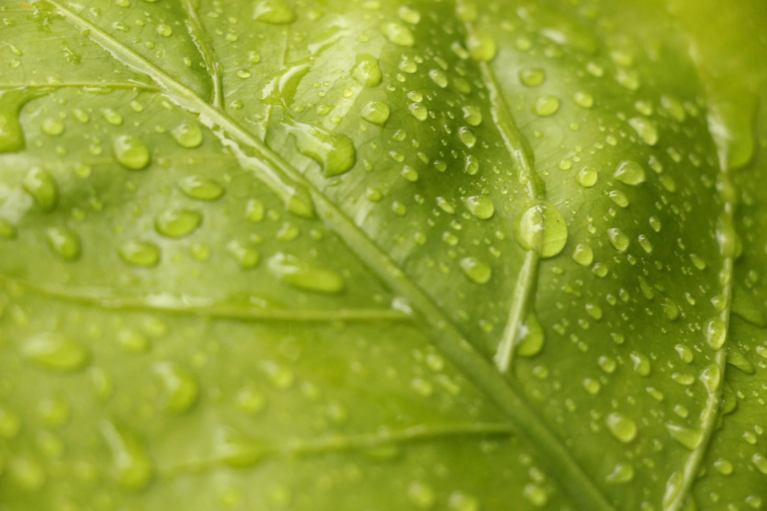 Plants and Photosynthsis