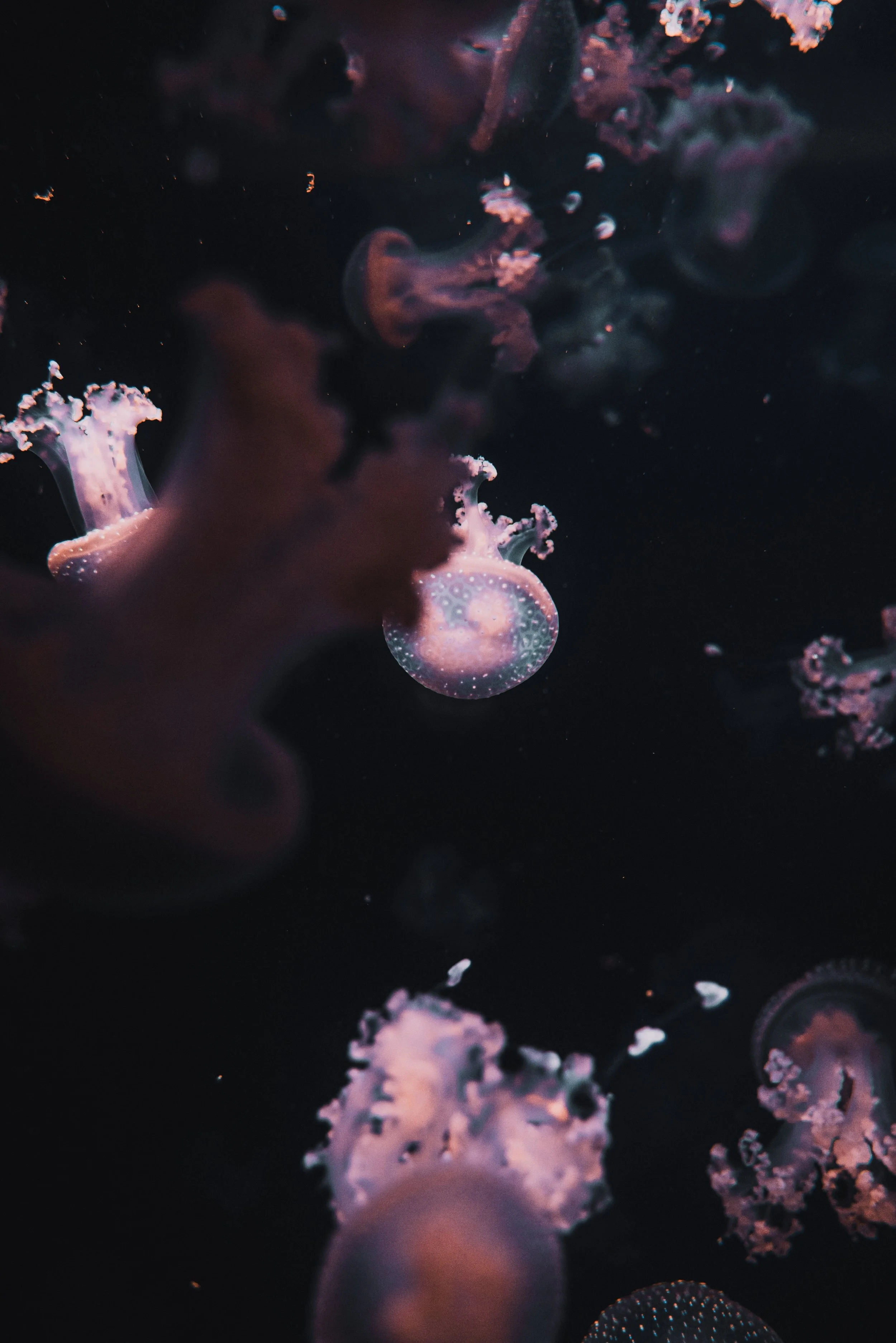 Yr 12 Biology - WC 1st June