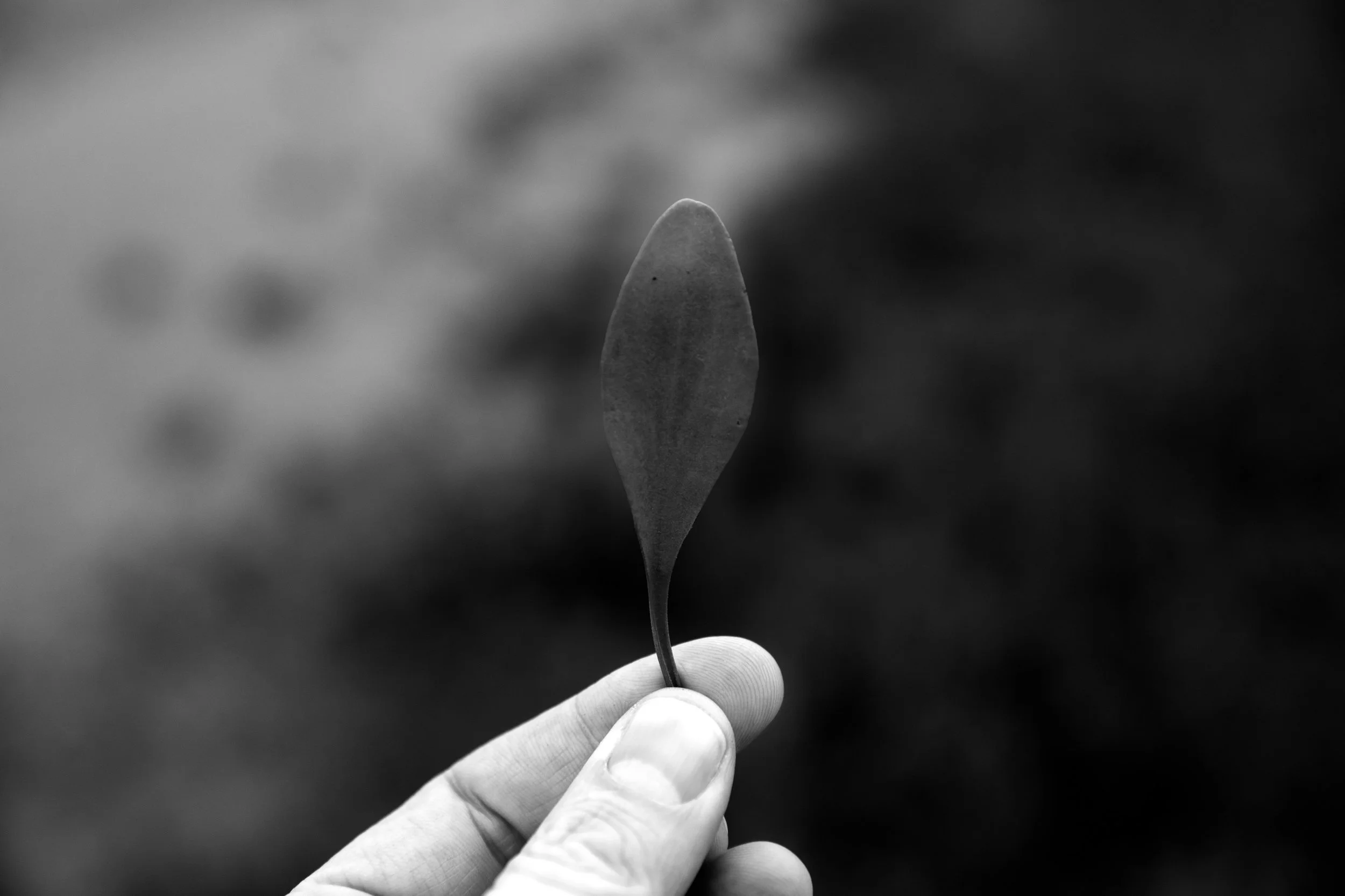 _N3A7551-2.jpg