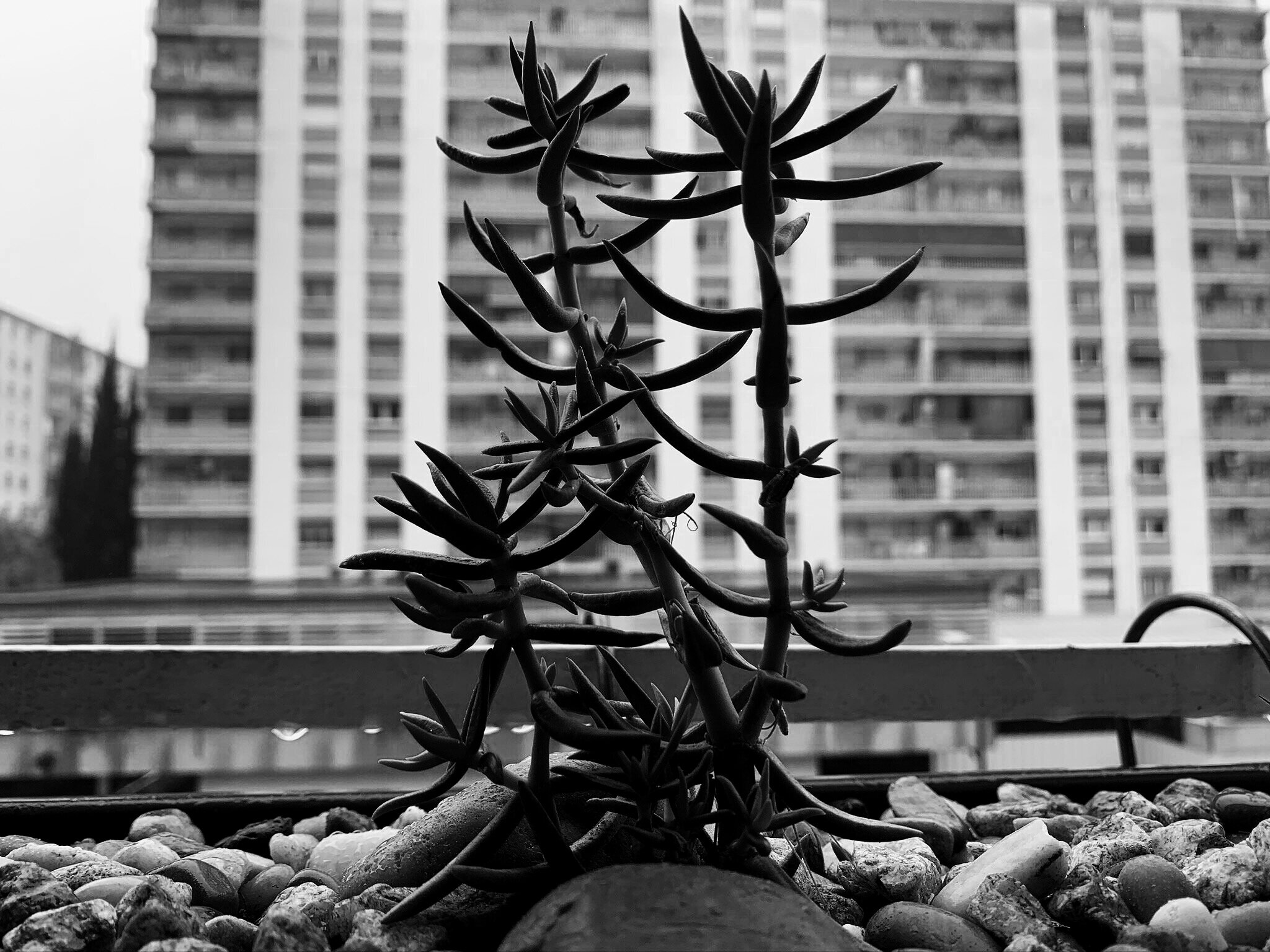 The rain, as seen from my living room window.