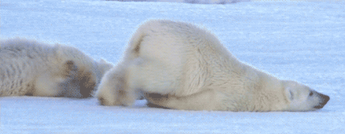 wp-content%2Fgallery%2F25-exhuastion-gifs-for-when-you-cant%2Fpolar-bear-tired.gif%2Ffit-in__850x850.gif