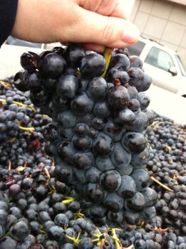 Barbera grapes. Photo courtesy of Agne27 at Wikipedia .