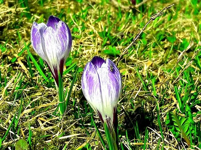 Fr&uuml;hling auf der Schw&auml;galp 
#schw&auml;galp #ostschweiz #s&auml;ntis #s&auml;ntisderberg #fr&uuml;hling #springtime #krokuss #toggenburgtourismus #toggenburg #appenzellerland #appenzell #nature #natur #111orterundumdens&auml;ntis #landschaf