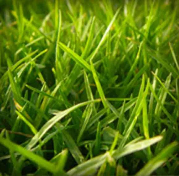 The-Best-soil-Nutrients-and-Lawn-Treament-Services.jpg