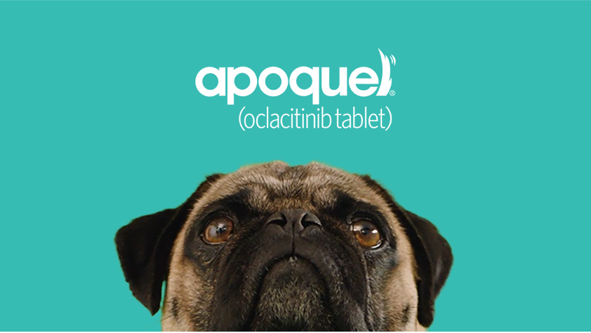 Pug-Image.png