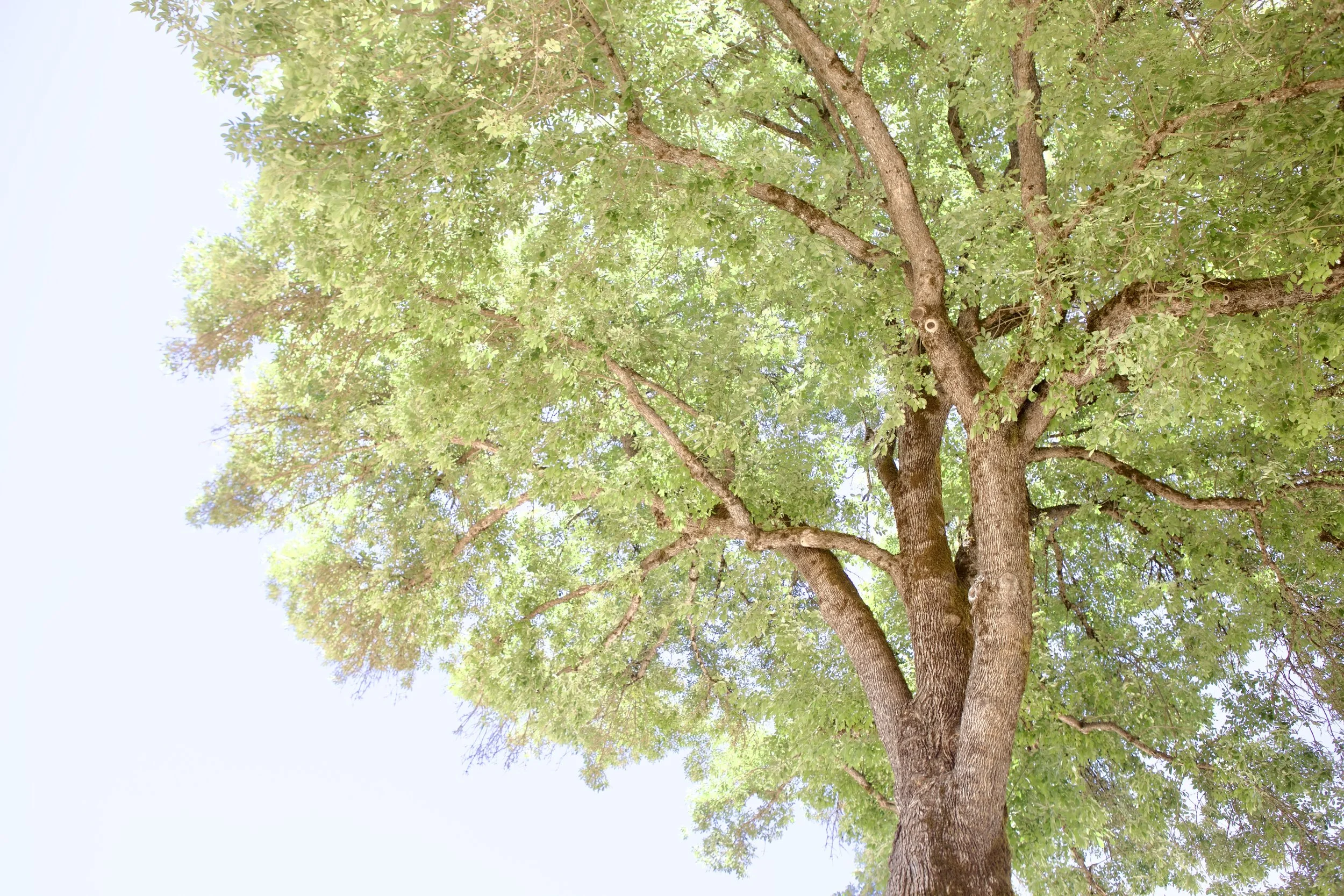 Mandala Springs Tree (Copy)