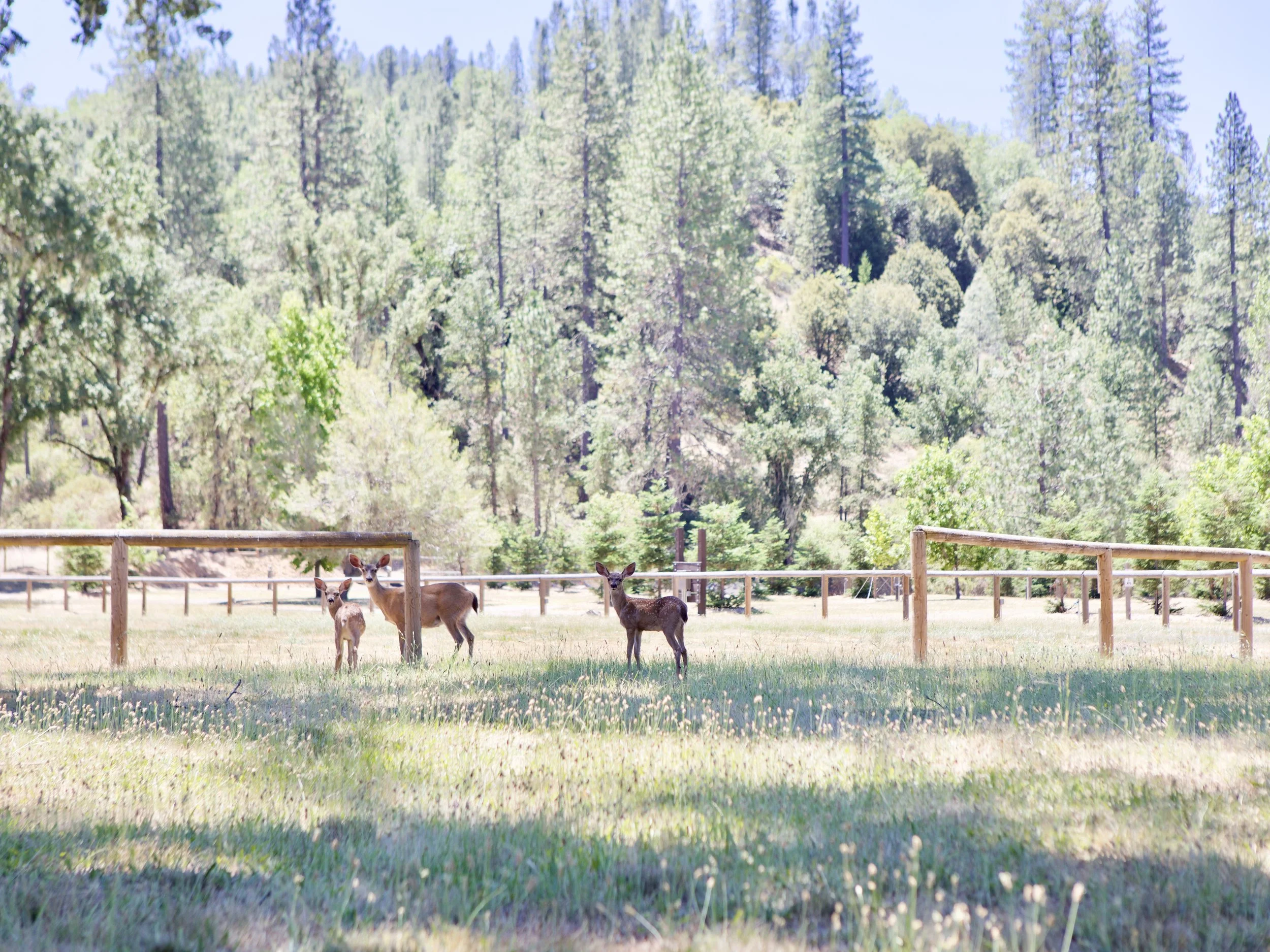 Mandala Springs Grounds And Wildlife (Copy)