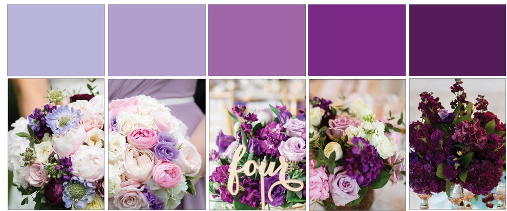 Purple-colour-guide.jpg