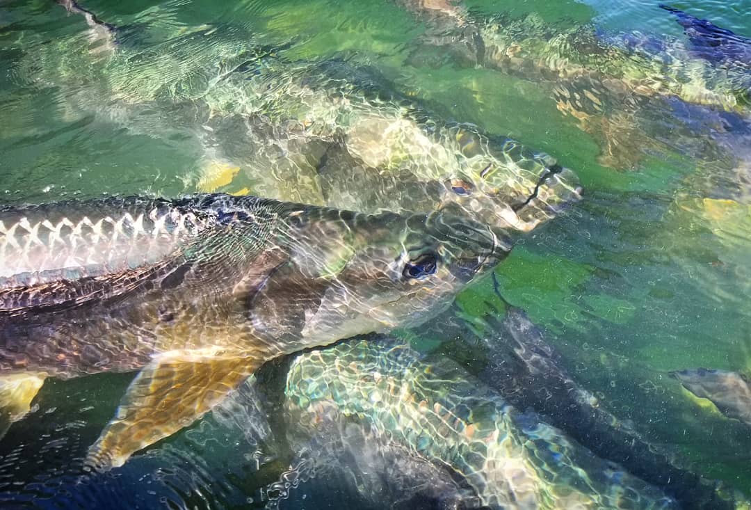 Tarpon.jpg