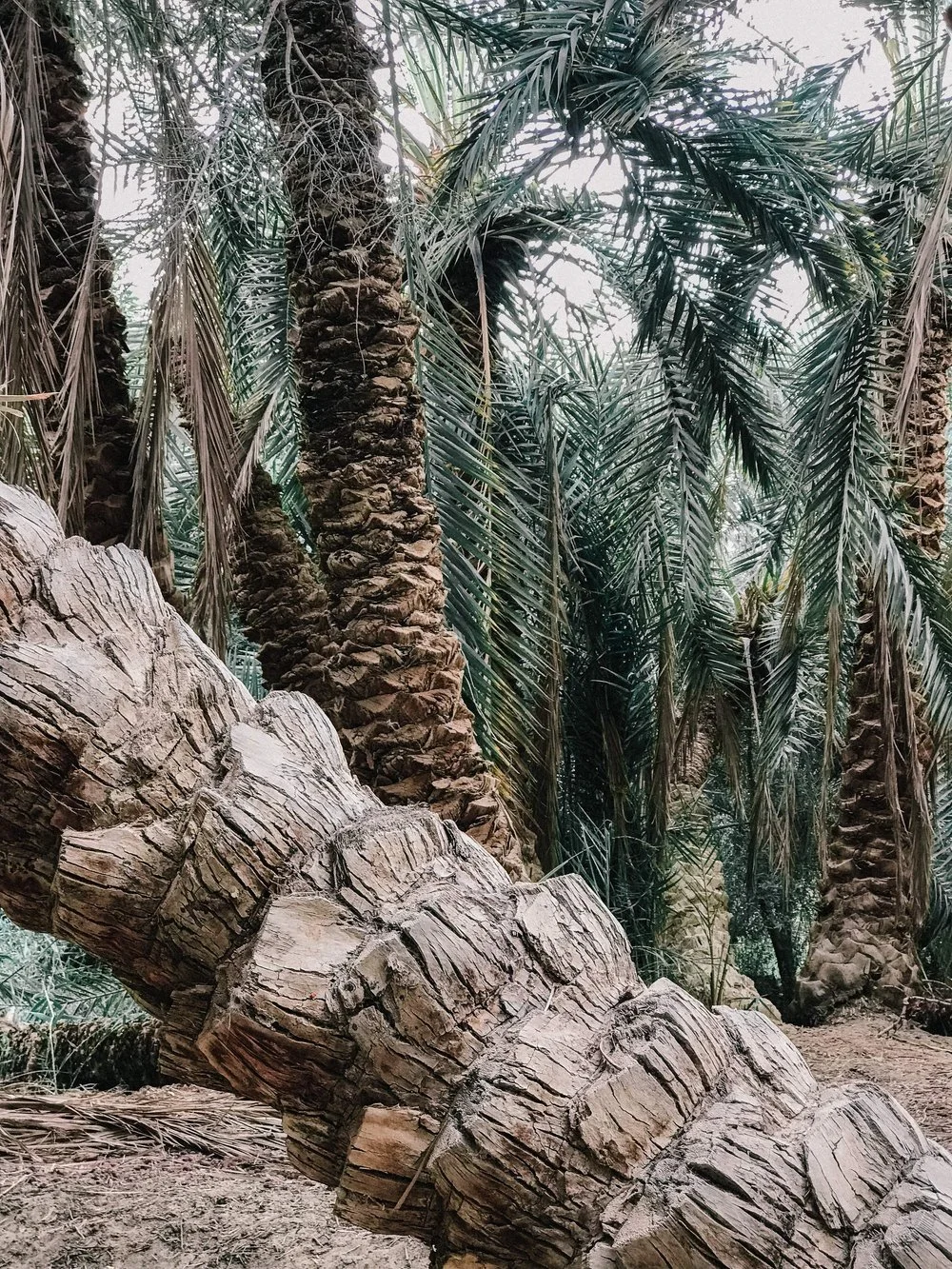 Rewilding - Why getting back to Nature IS the new Normal