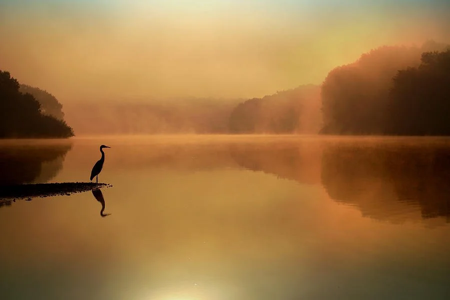 THE ANATOMY OF SLOW - STILLNESS