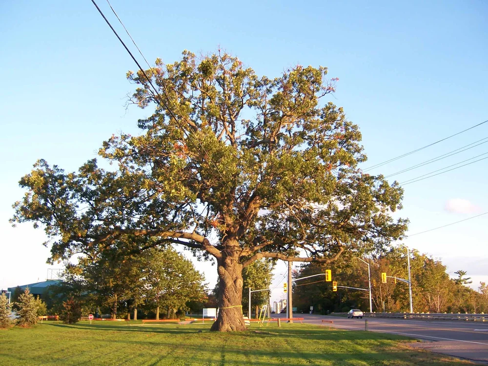 Arborists Oakville Aboud Associates