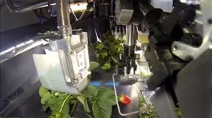 AI in Food Harvesting