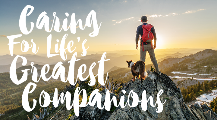 Image courtesy of Country Hills Veterinary Clinic 