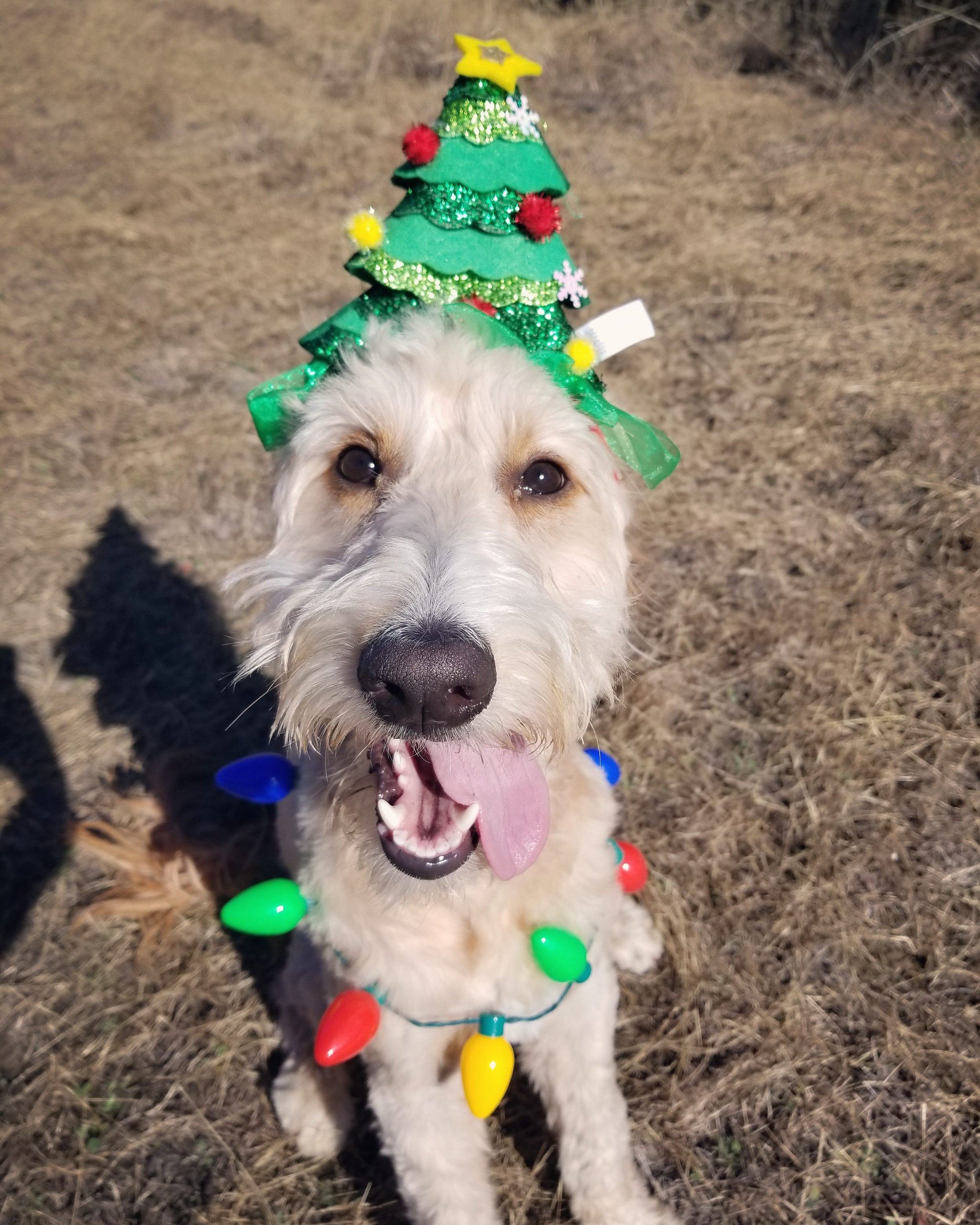 11 Crate Training Benefits for Your Dog's Health & Safety - Long Haul  Trekkers