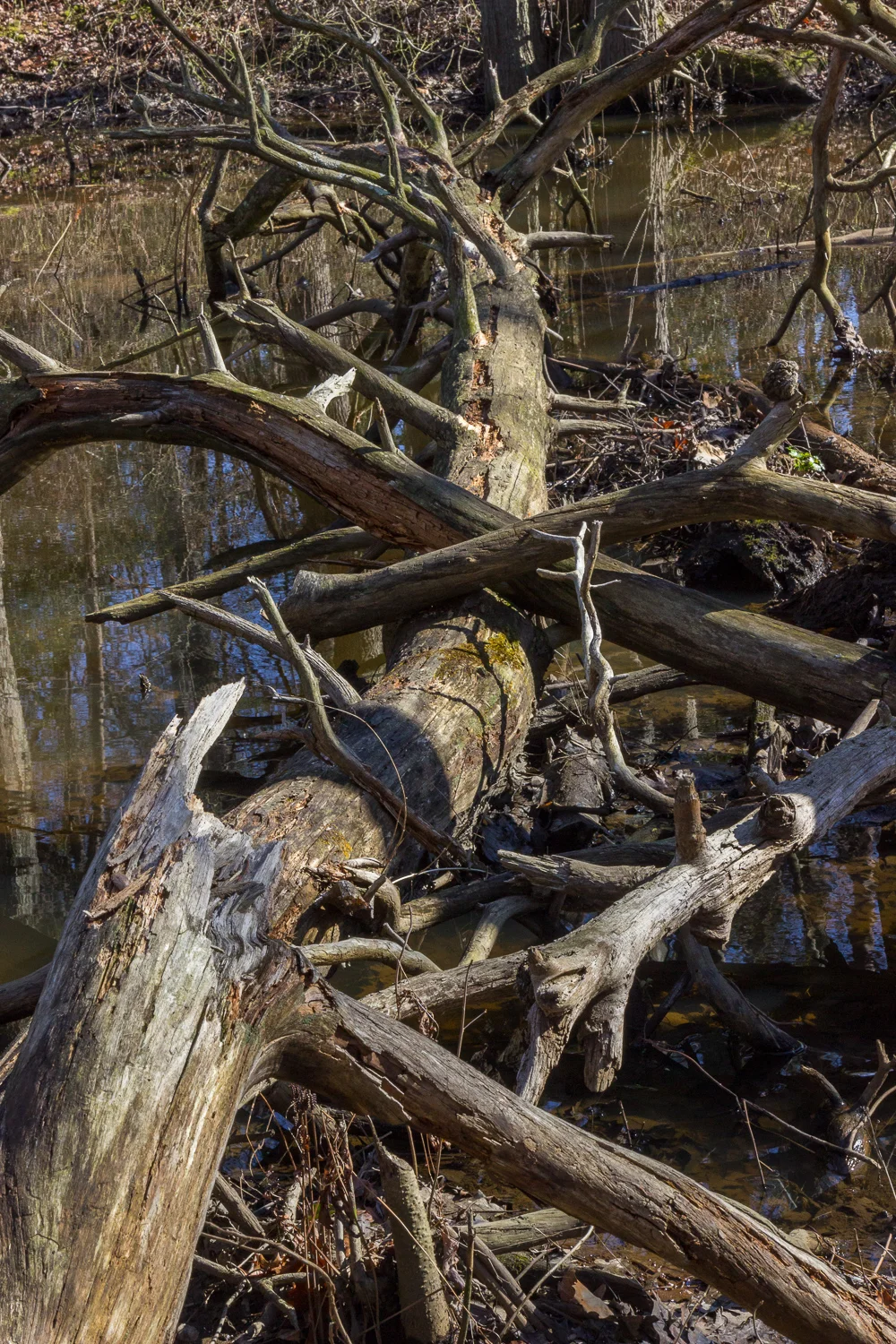 2018-02-27 - cat tail creek_5.jpg