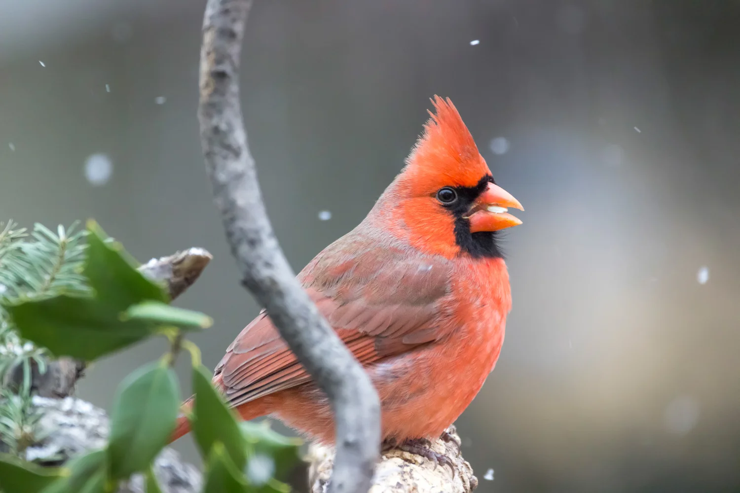 2016-01-07-male cardinal_6.jpg