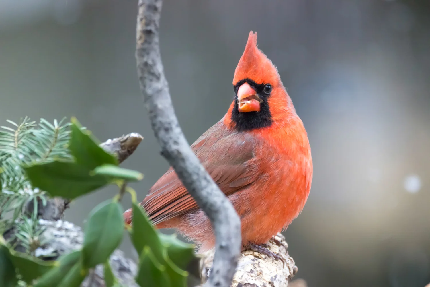 2016-01-07-male cardinal_10.jpg