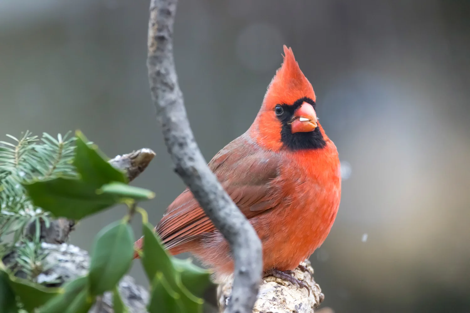 2016-01-07-male cardinal_12.jpg