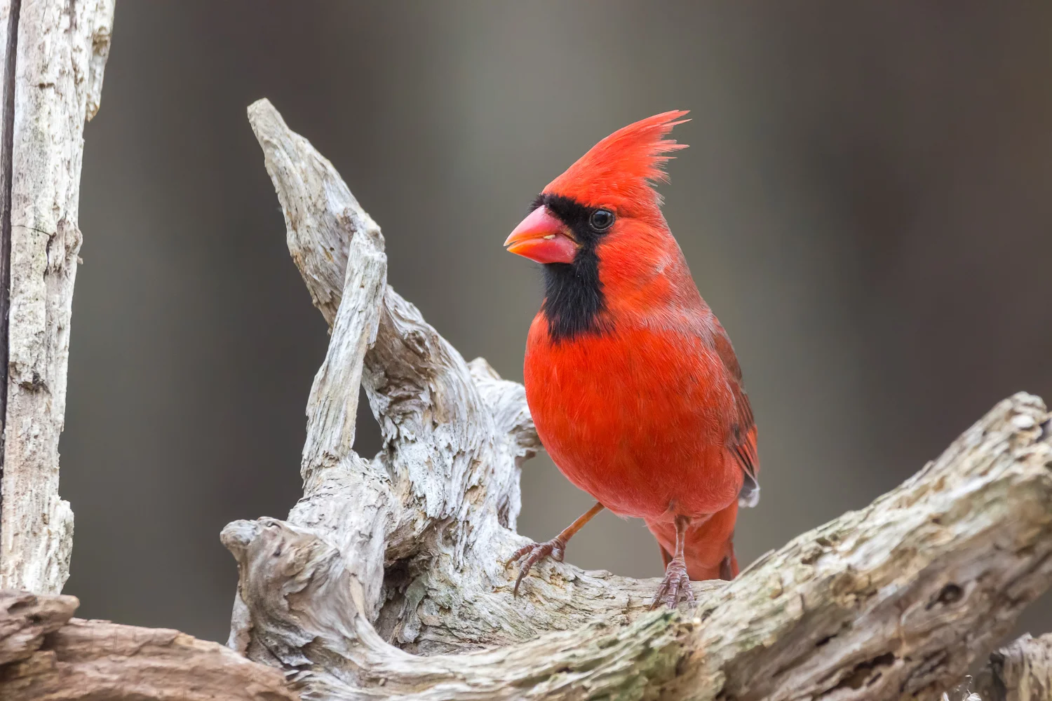 2016-01-10-male cardinal_25.jpg