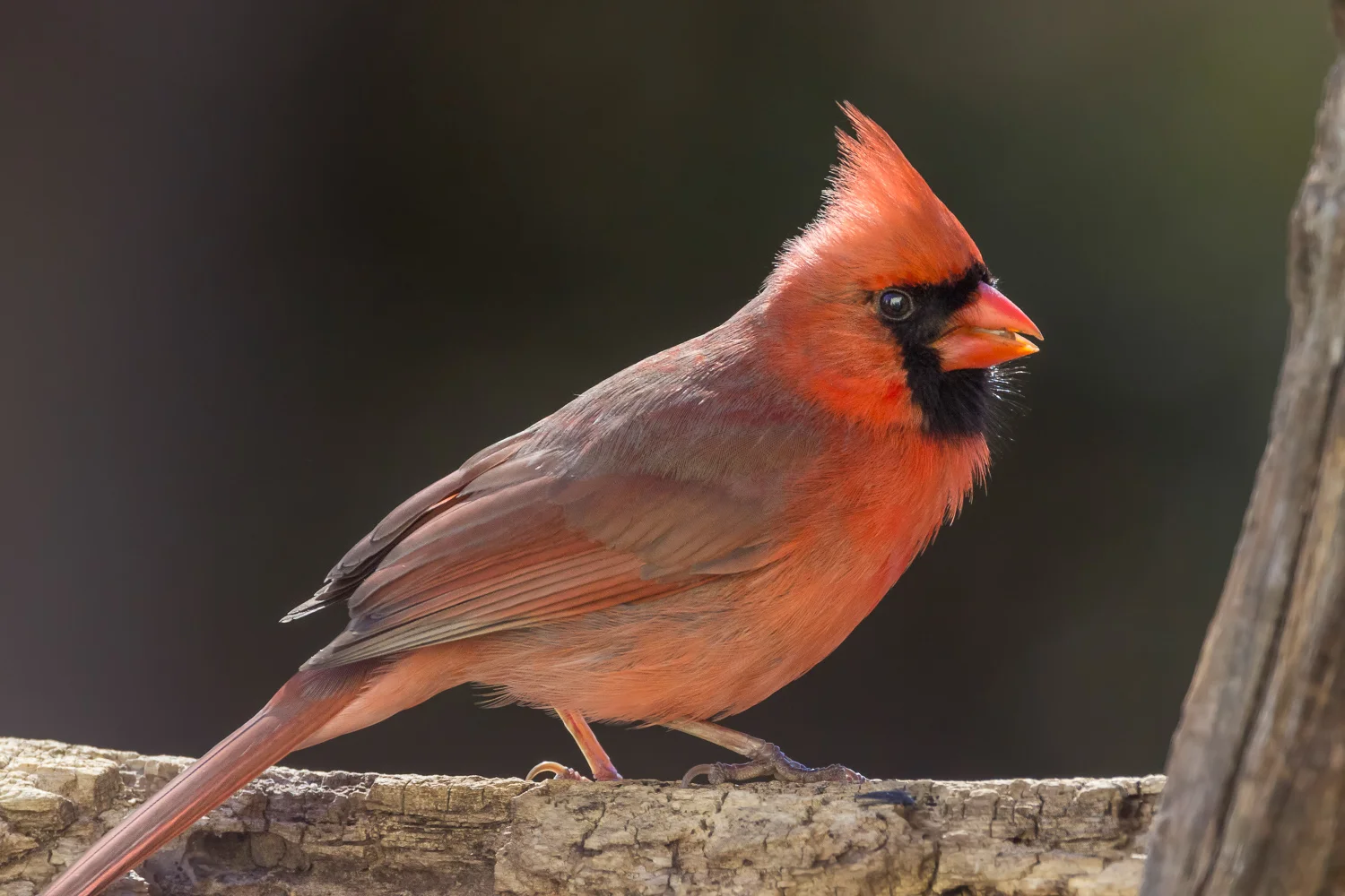 2016-02-09-male cardinal_81.jpg
